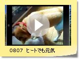0807@q[głC