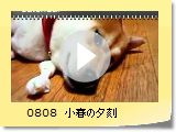 0808@t̗[