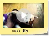 0811@Y