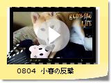 0804@t̔
