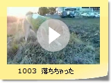 1003@