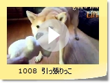 1008@