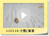110116 Ɋ
