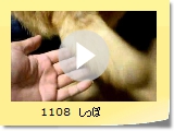 1108@