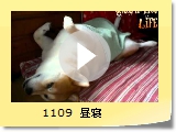 1109@Q