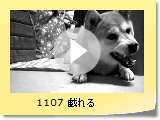 1107 Y