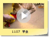 1107@