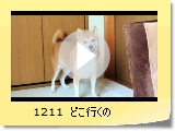 1211@ǂs